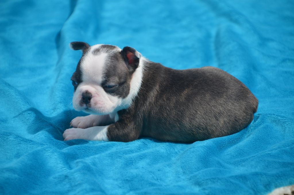 Sweeties Doggies - Boston Terrier - Portée née le 02/04/2017