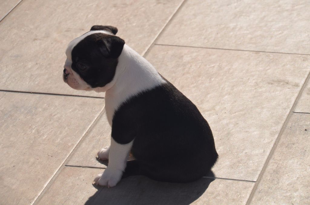 Chiot Boston Terrier Sweeties Doggies