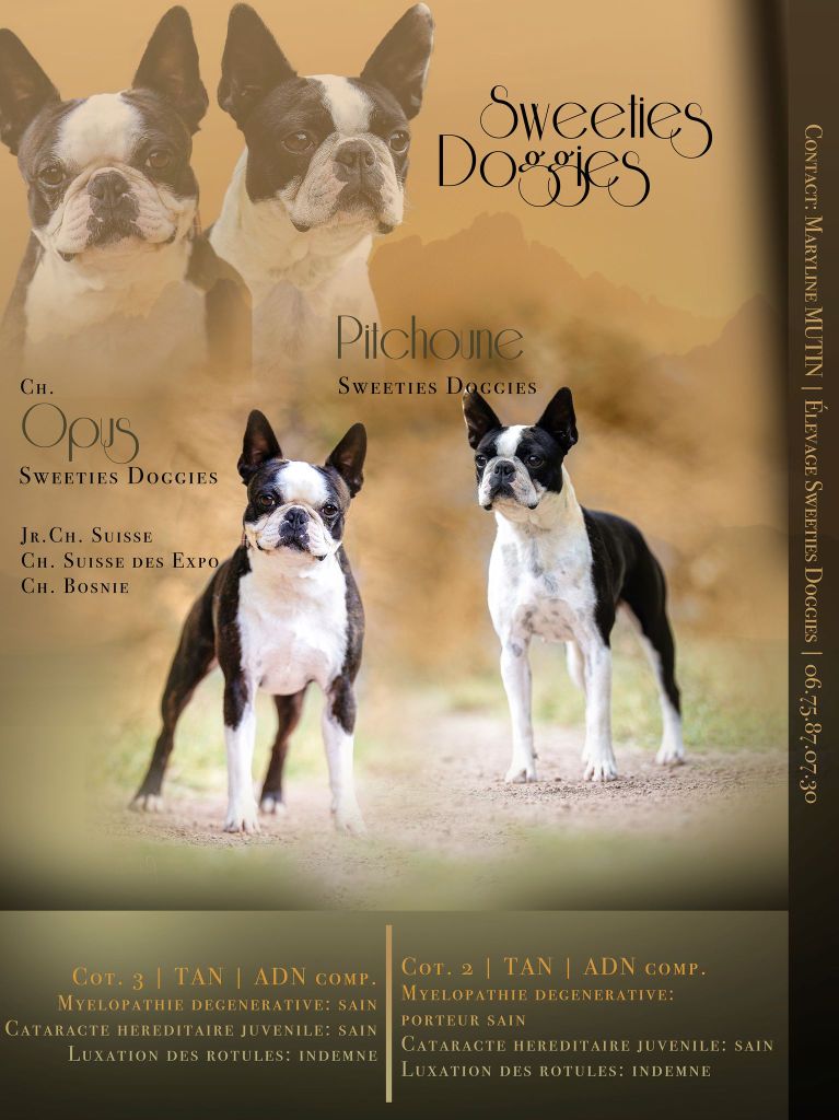 Sweeties Doggies - Boston Terrier - Portée née le 14/05/2021