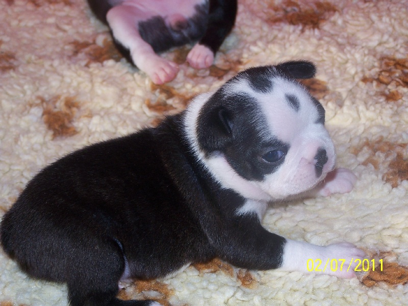 Sweeties Doggies - Boston Terrier - Portée née le 12/06/2011