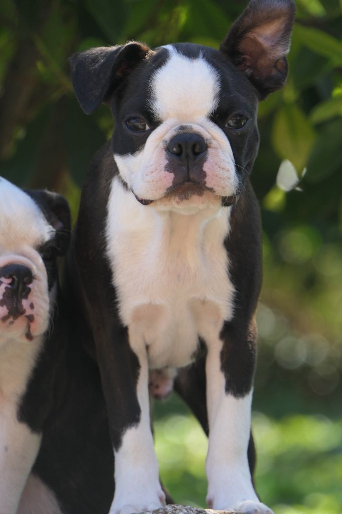 Chiot Boston Terrier Sweeties Doggies