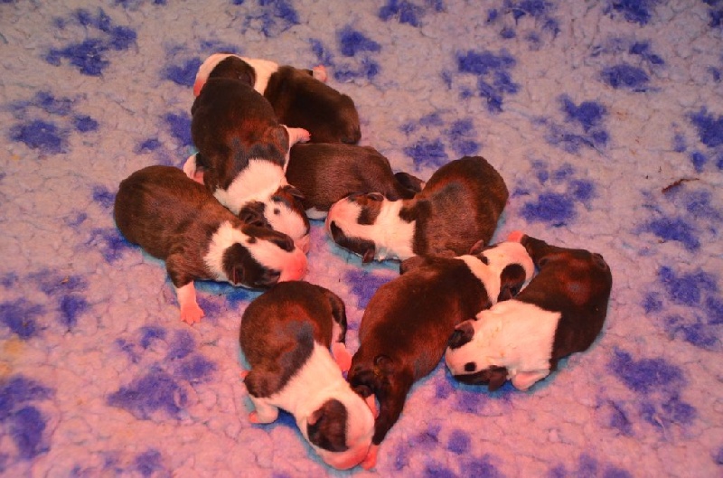 Sweeties Doggies - Boston Terrier - Portée née le 17/12/2014