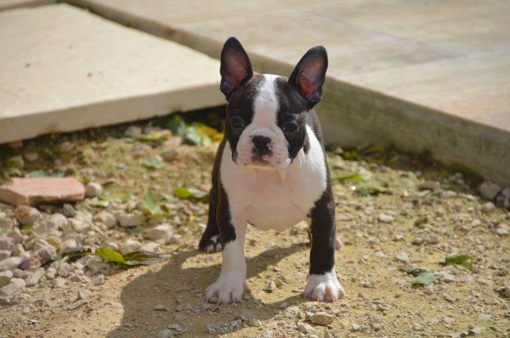 Sweeties Doggies - Boston Terrier - Portée née le 17/03/2017