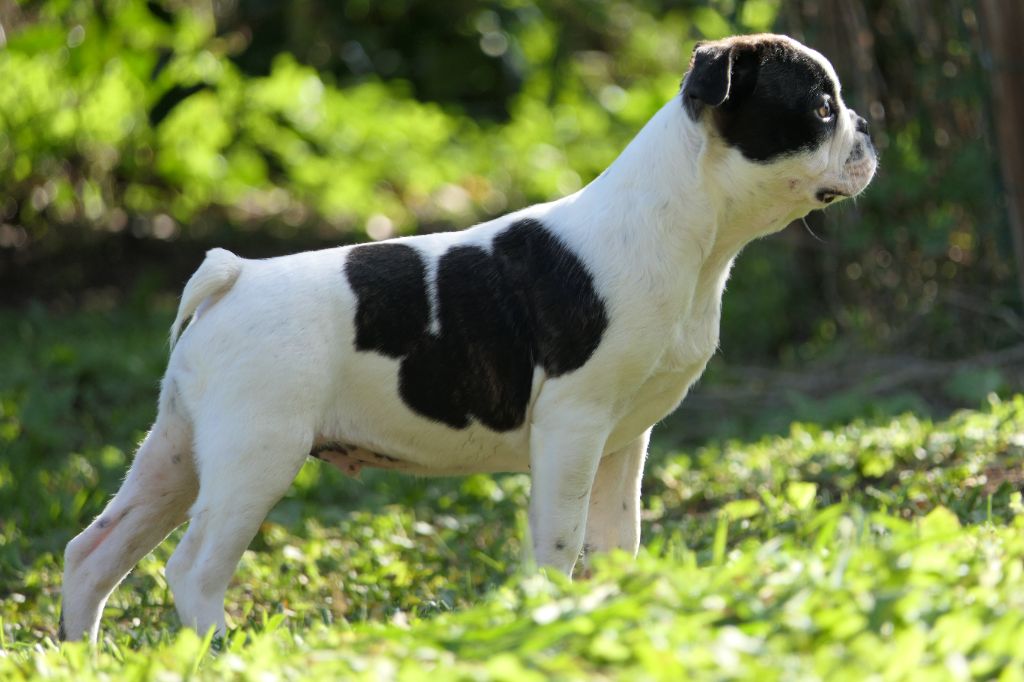 Sweeties Doggies - Chiots disponibles - Boston Terrier