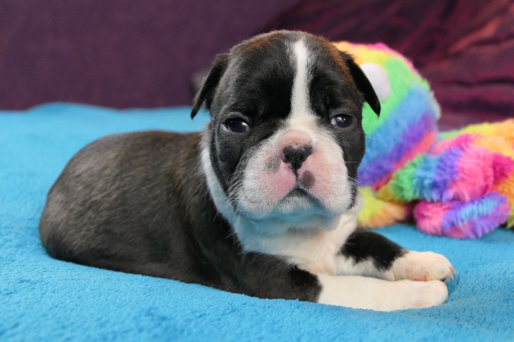 Sweeties Doggies - Chiots disponibles - Boston Terrier
