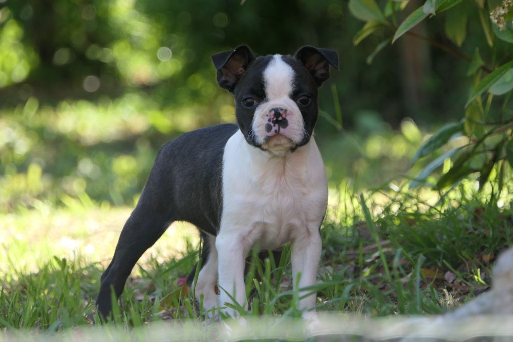 Sweeties Doggies - Chiots disponibles - Boston Terrier