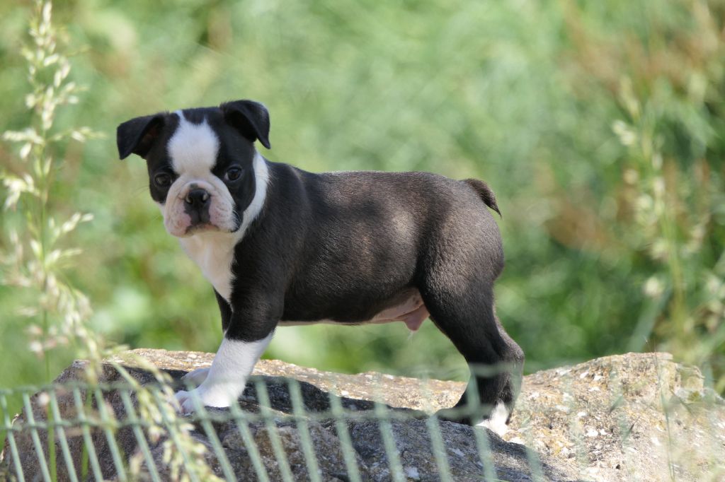Sweeties Doggies - Chiots disponibles - Boston Terrier