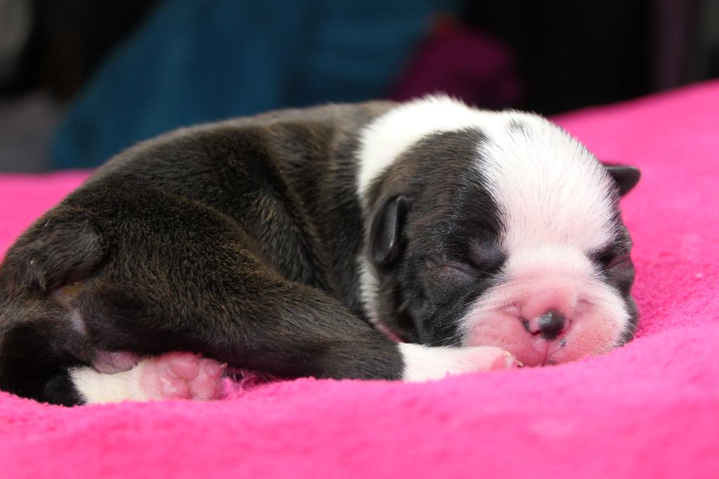 Sweeties Doggies - Chiots disponibles - Boston Terrier