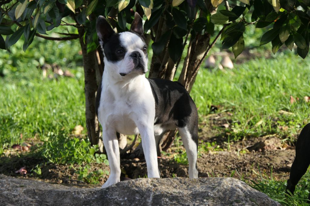 Sweeties Doggies - Boston Terrier - Portée née le 24/02/2025