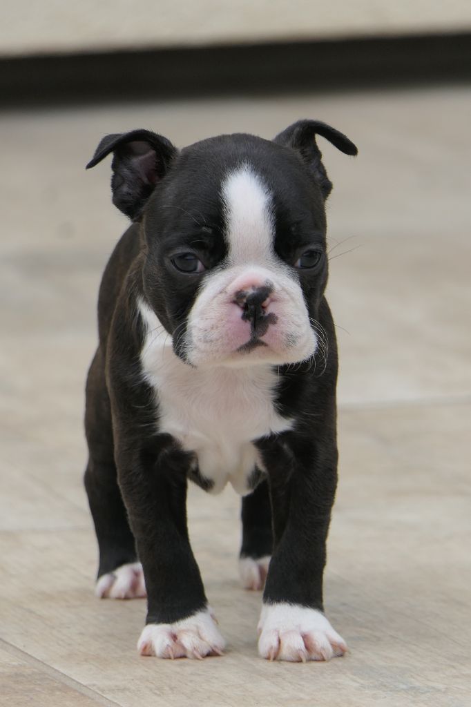 Sweeties Doggies - Chiots disponibles - Boston Terrier