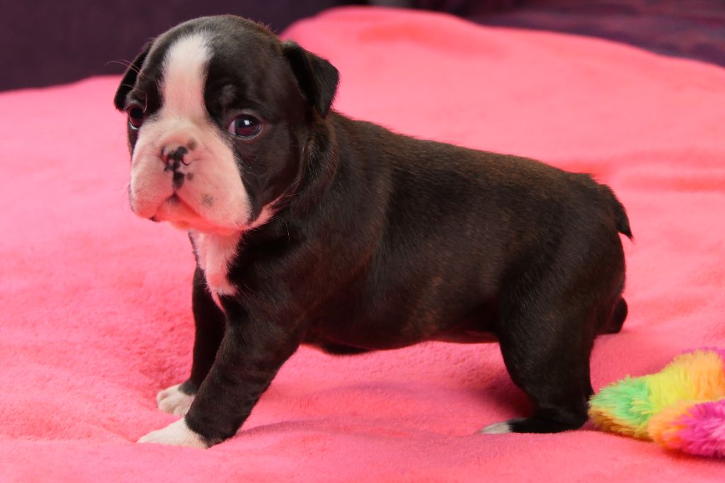 Sweeties Doggies - Chiots disponibles - Boston Terrier