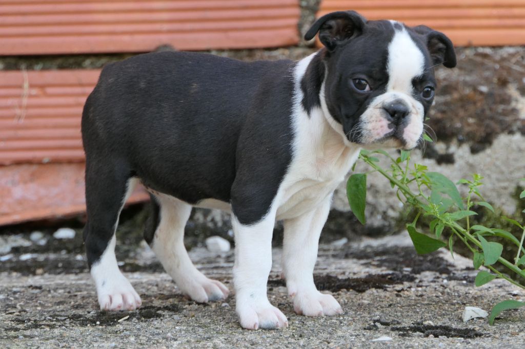 Sweeties Doggies - Chiots disponibles - Boston Terrier