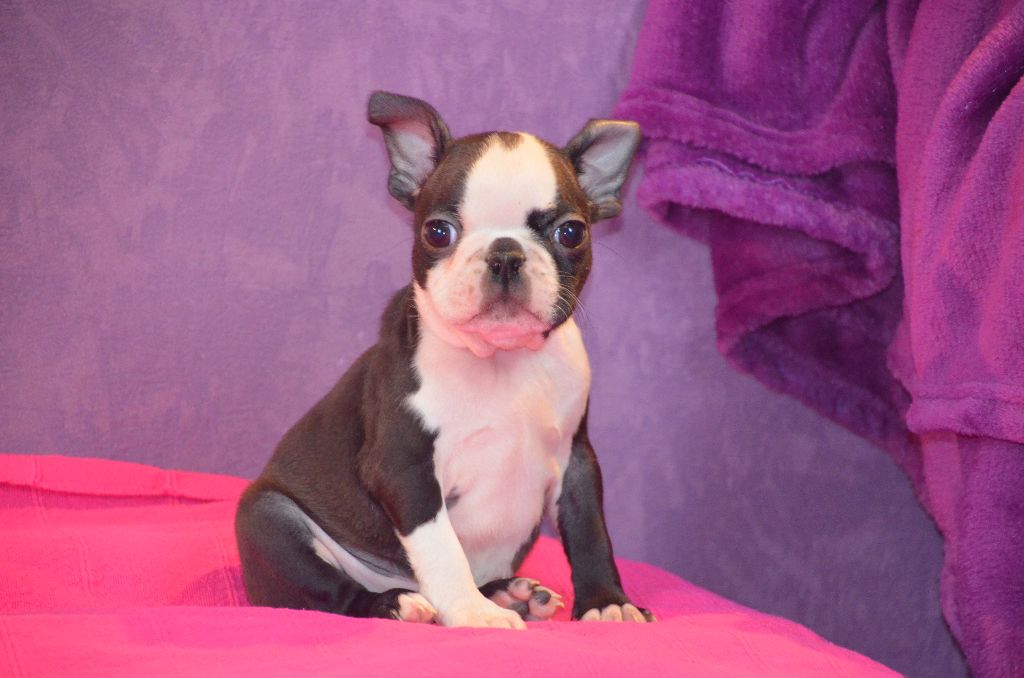 Sweeties Doggies - Boston Terrier - Portée née le 22/10/2017