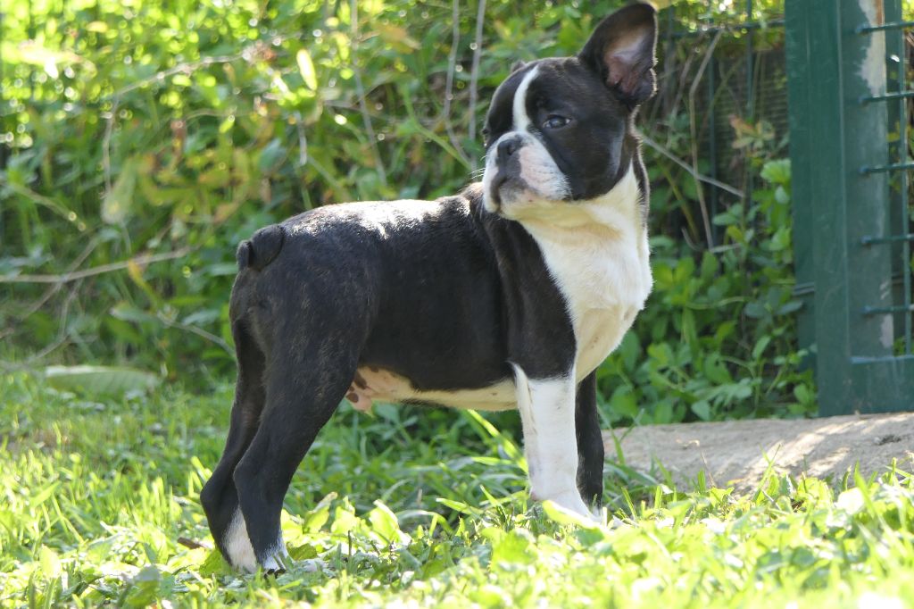 Sweeties Doggies - Chiots disponibles - Boston Terrier