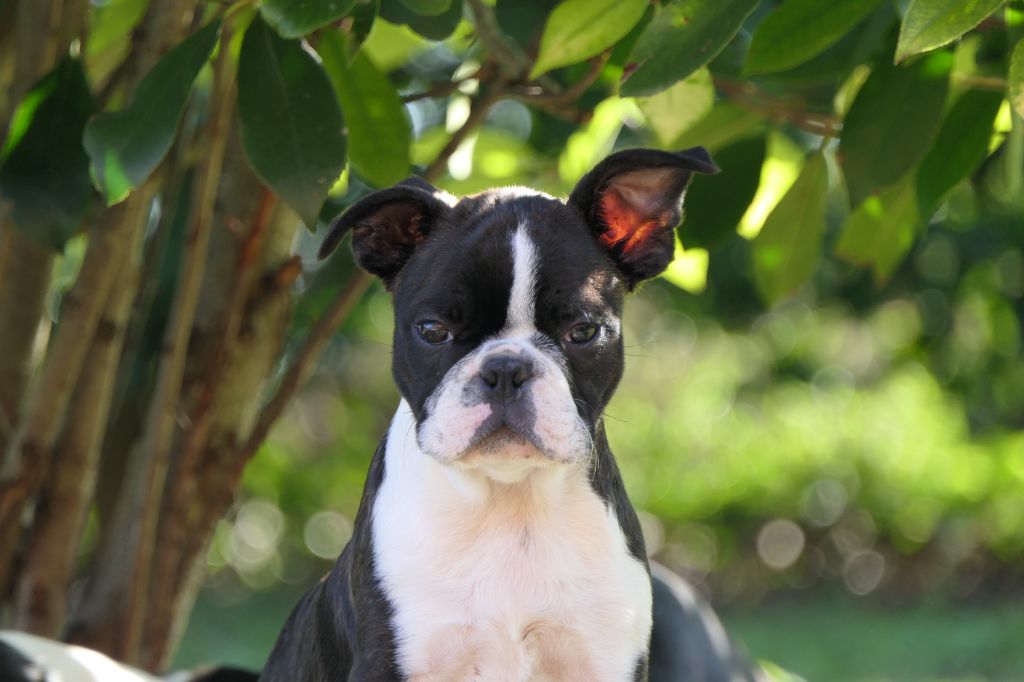 Sweeties Doggies - Boston Terrier - Portée née le 18/06/2025