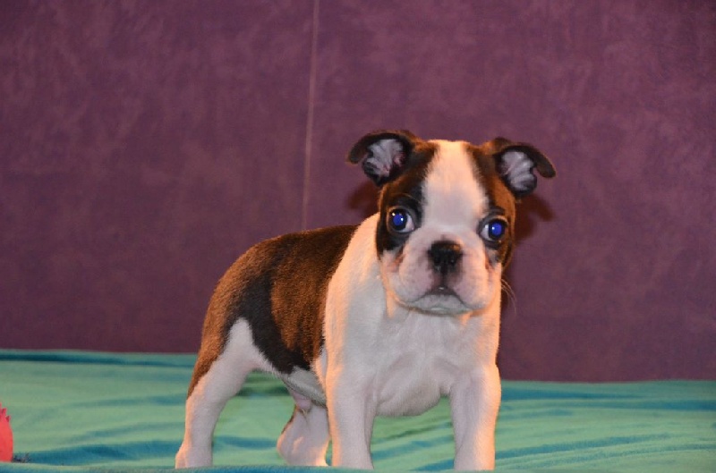 Sweeties Doggies - Boston Terrier - Portée née le 20/05/2014