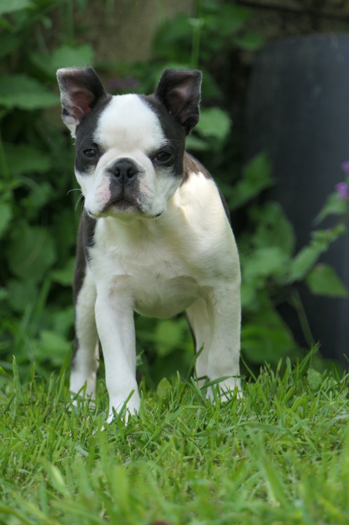 Sweeties Doggies - Boston Terrier - Portée née le 24/02/2025