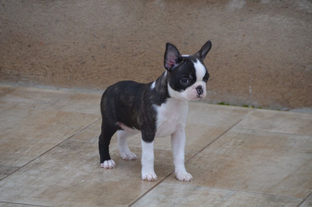 Sweeties Doggies - Boston Terrier - Portée née le 13/12/2021