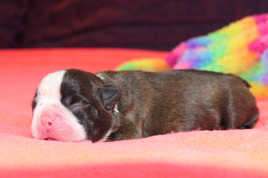 Sweeties Doggies - Chiots disponibles - Boston Terrier