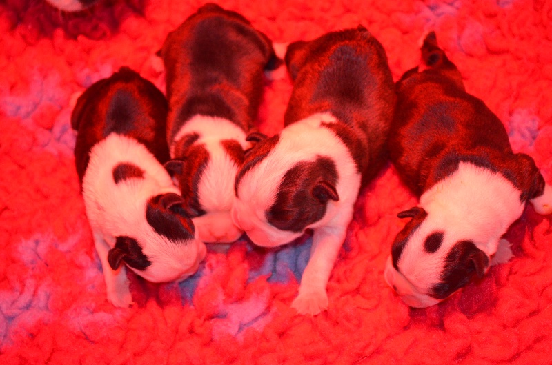Sweeties Doggies - Boston Terrier - Portée née le 06/09/2013