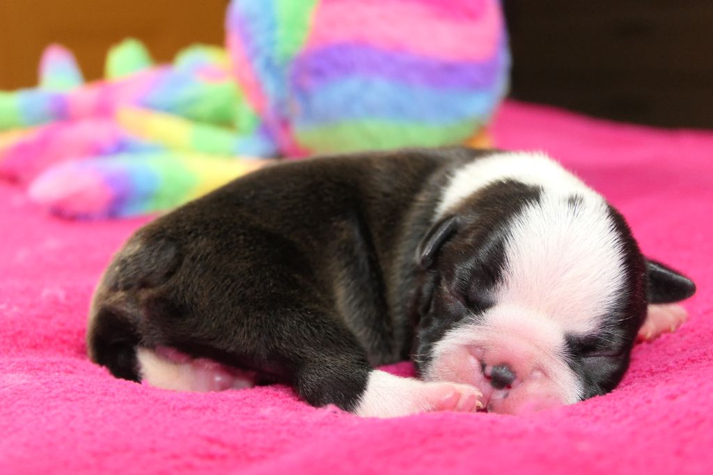 Chiot Boston Terrier Sweeties Doggies