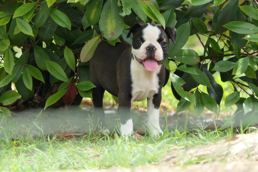 Sweeties Doggies - Chiots disponibles - Boston Terrier