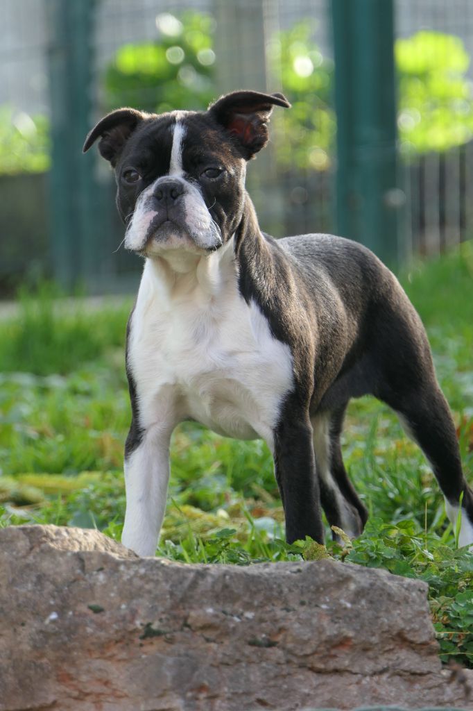 Sweeties Doggies - Chiots disponibles - Boston Terrier