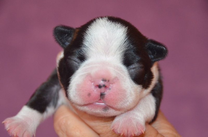 Chiot Boston Terrier Sweeties Doggies