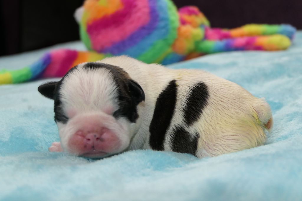 Sweeties Doggies - Chiots disponibles - Boston Terrier