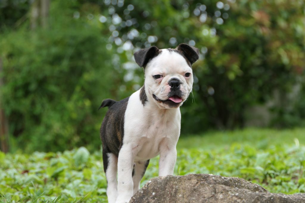 Sweeties Doggies - Boston Terrier - Portée née le 10/03/2025
