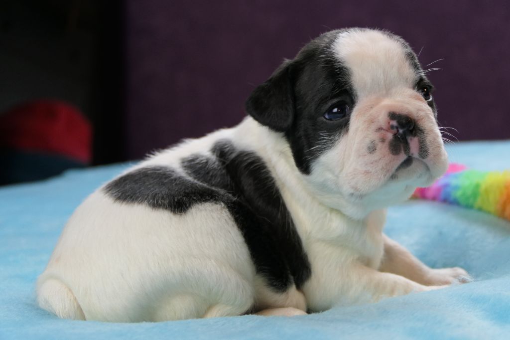 Sweeties Doggies - Chiots disponibles - Boston Terrier