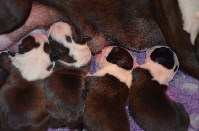 Sweeties Doggies - Boston Terrier - Portée née le 14/12/2014
