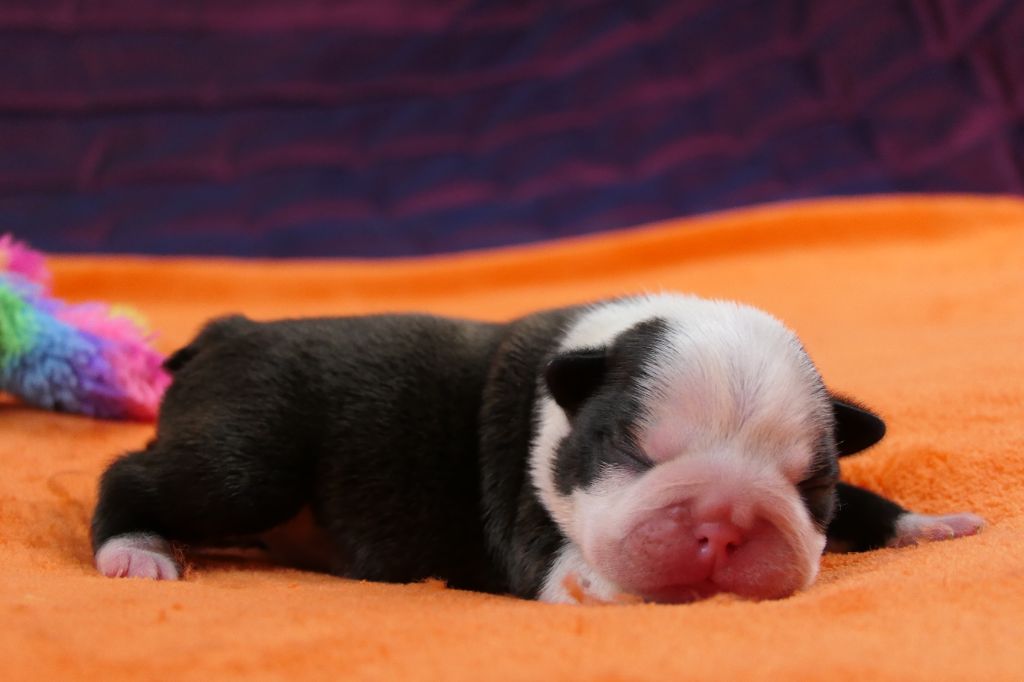 Sweeties Doggies - Chiots disponibles - Boston Terrier