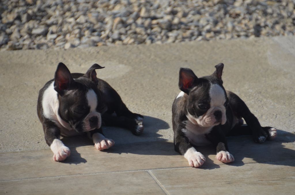 Sweeties Doggies - Boston Terrier - Portée née le 24/08/2017