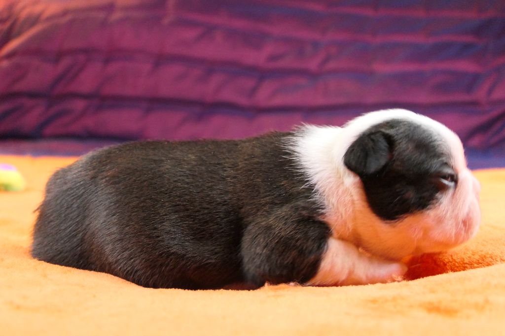 Sweeties Doggies - Chiots disponibles - Boston Terrier