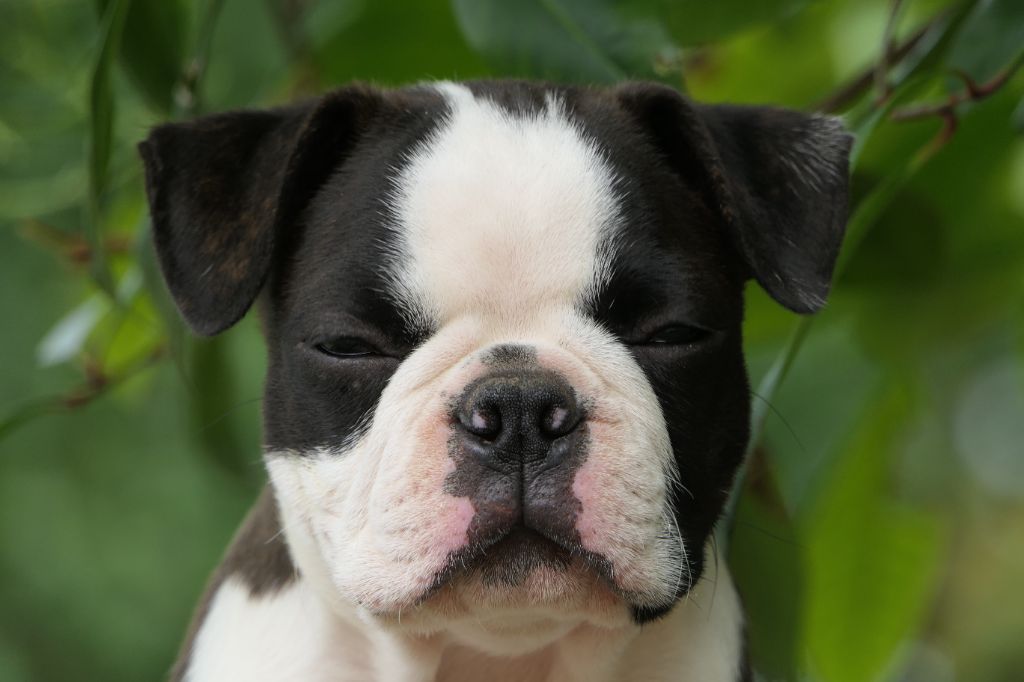 Sweeties Doggies - Chiots disponibles - Boston Terrier