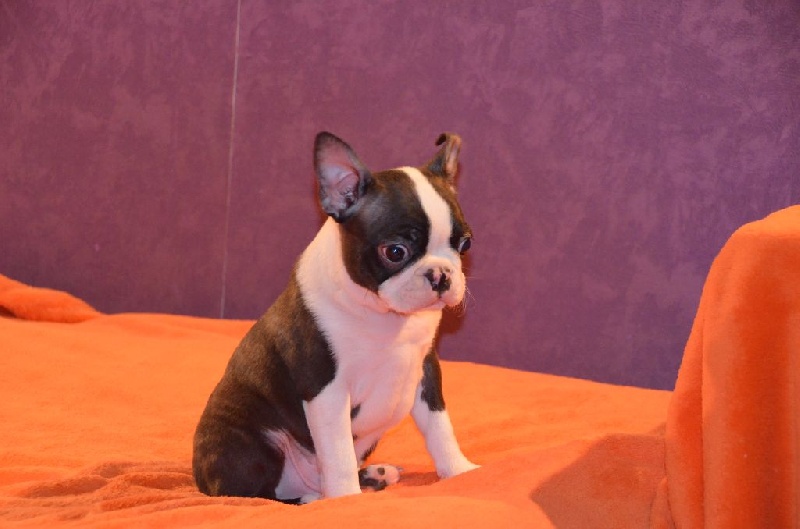 Sweeties Doggies - Boston Terrier - Portée née le 26/11/2015