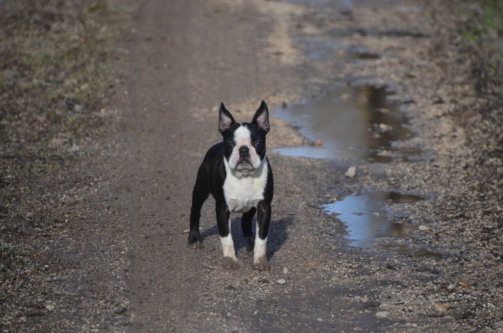Sweeties Doggies - Boston Terrier - Portée née le 29/08/2017