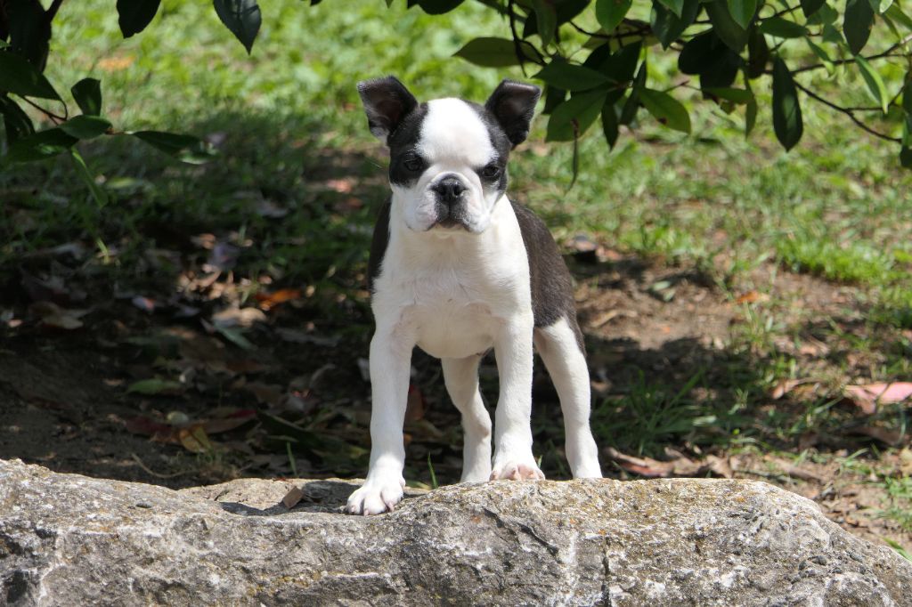 Sweeties Doggies - Chiots disponibles - Boston Terrier