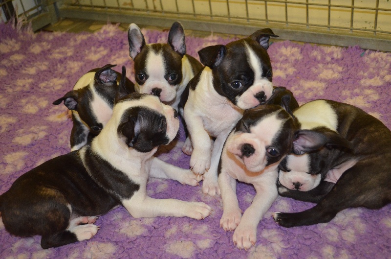 Sweeties Doggies - Boston Terrier - Portée née le 22/01/2014